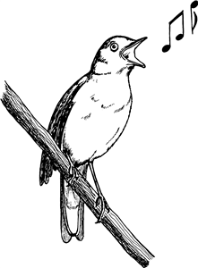 Common Nightingale