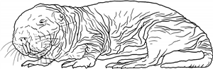 Naked Mole Rat