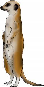 Alert Meerkat