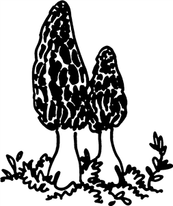 Morel Mushrooms