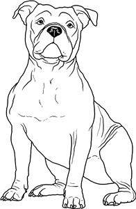 American Bully Dog