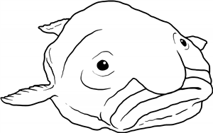 Blobfish