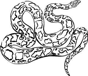 Patterned Snake