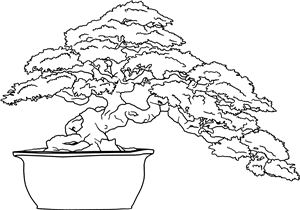 Bonsai Tree