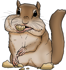 Chipmunk Eating Nut