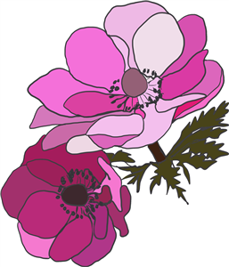 Pink Anemone