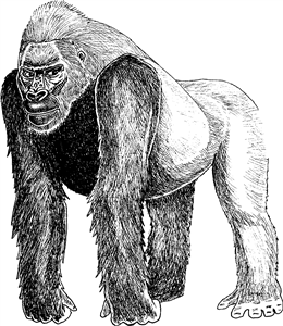 Standing Gorilla