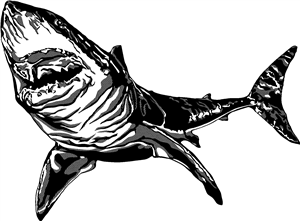 Great White Shark