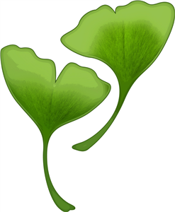 Ginko Leaves