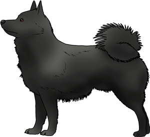 Schipperke Dog