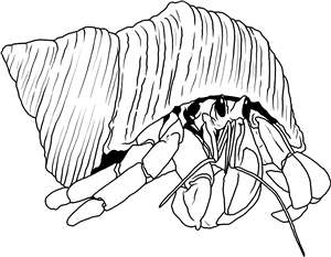 Hermit Crab