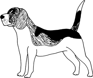 Standing Beagle