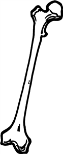 Femur