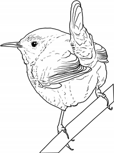 Wren