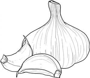 Garlic Bulb