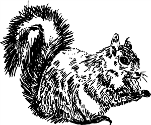 Squirrel With Nut
