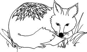 Curled Up Fox