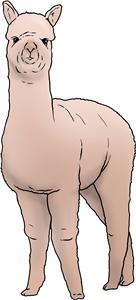 Alpaca