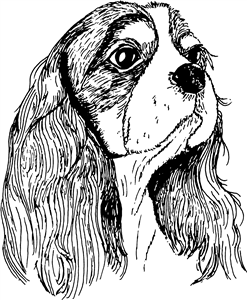 Cavalier King Charles Head