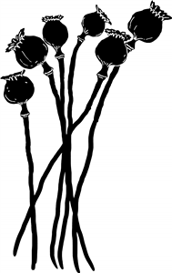 Poppy Seed Heads