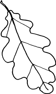 Oak Leaf