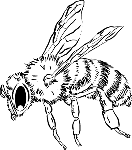 Honey Bee