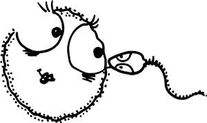 Sperm & Egg