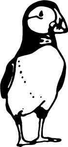 Puffin