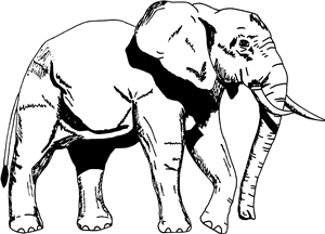 Elephant