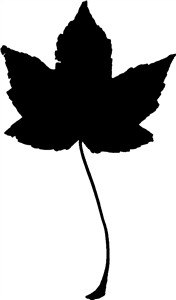 Sycamore Leaf