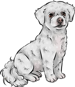 Bichon Frise