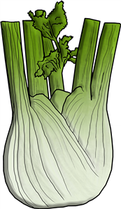 Fennel Bulb