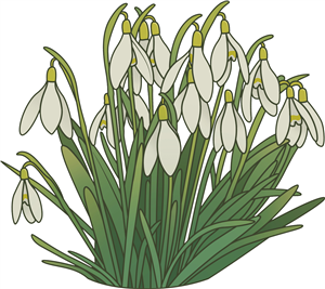 Snowdrops