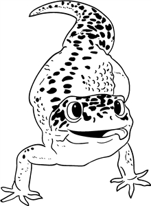 Happy Leopard Gecko