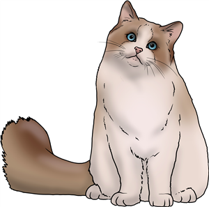 Ragdoll Cat