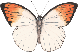 Orange Tip Butterfly