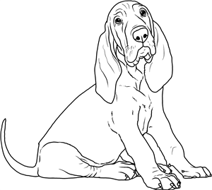 Bloodhound Puppy