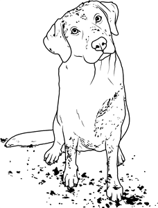 Muddy Labrador
