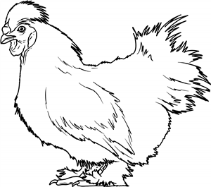 Silkie Chicken
