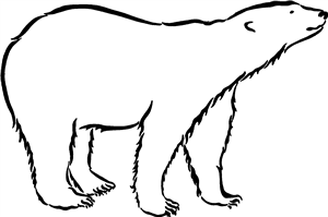 Polar Bear