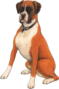 Boxer Dog