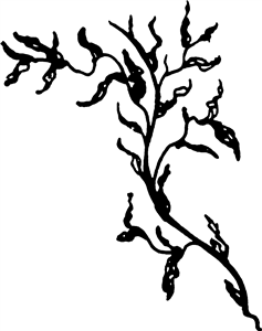 Seaweed