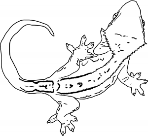 Crested Gecko