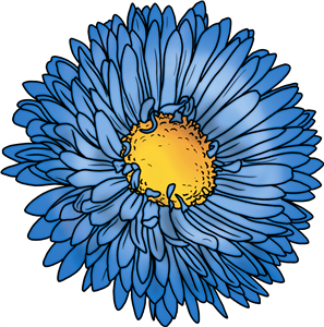 Aster Flower 