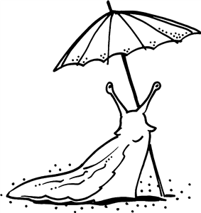 Umbrella Slug