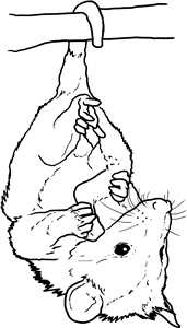 Hanging Baby Opossum