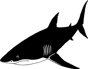 Shark