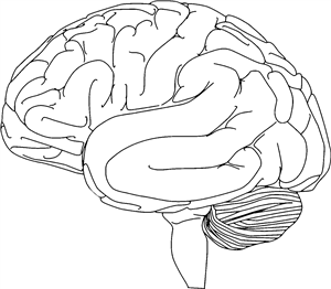 Human Brain