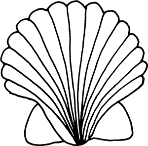 Scallop Shell
