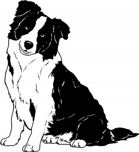 Sitting Border Collie
